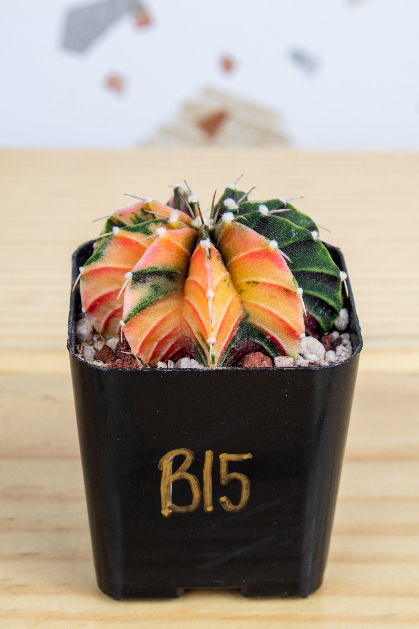 Gymnocalycium Mihanovichii Variegated 2 Inch
