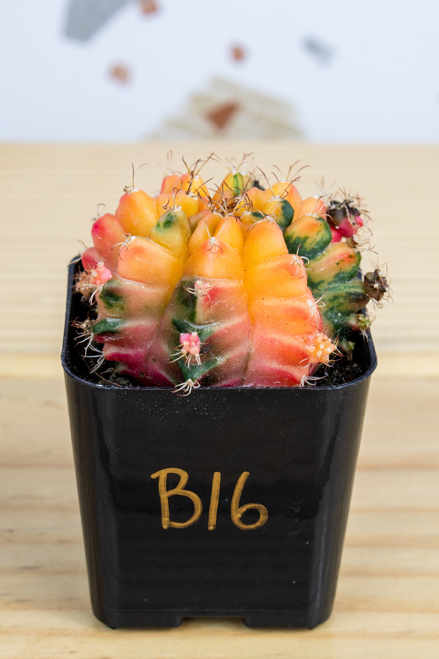 Gymnocalycium Mihanovichii Variegated 2 Inch