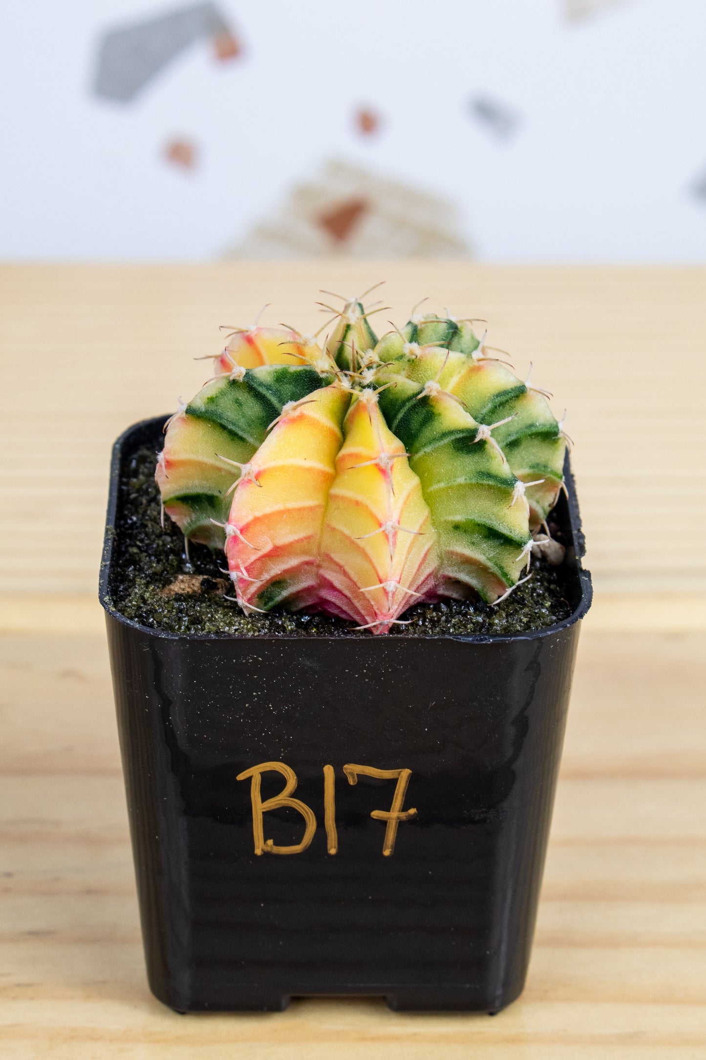 Gymnocalycium Mihanovichii Variegated 2 Inch