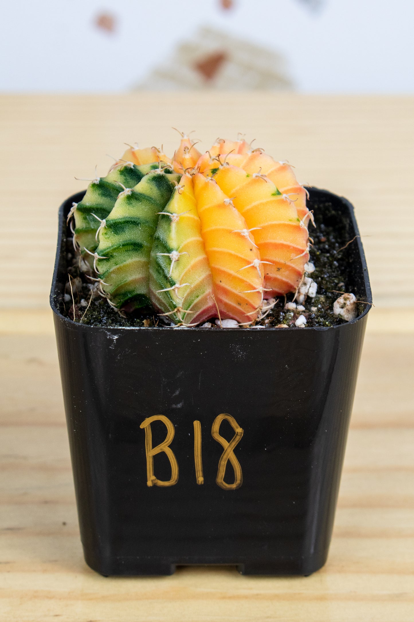 Gymnocalycium Mihanovichii Variegated 2 Inch