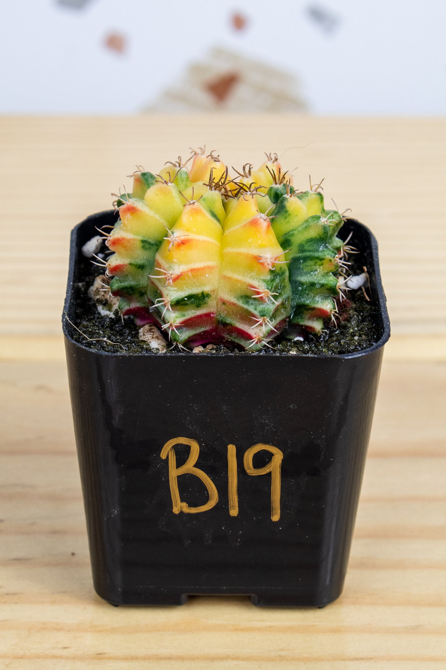 Gymnocalycium Mihanovichii Variegated 2 Inch