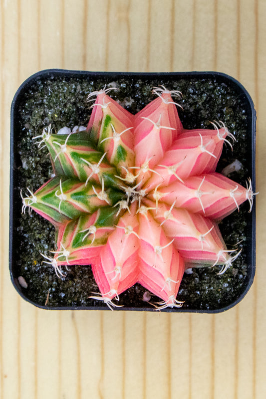 Gymnocalycium Mihanovichii Variegated 2 Inch