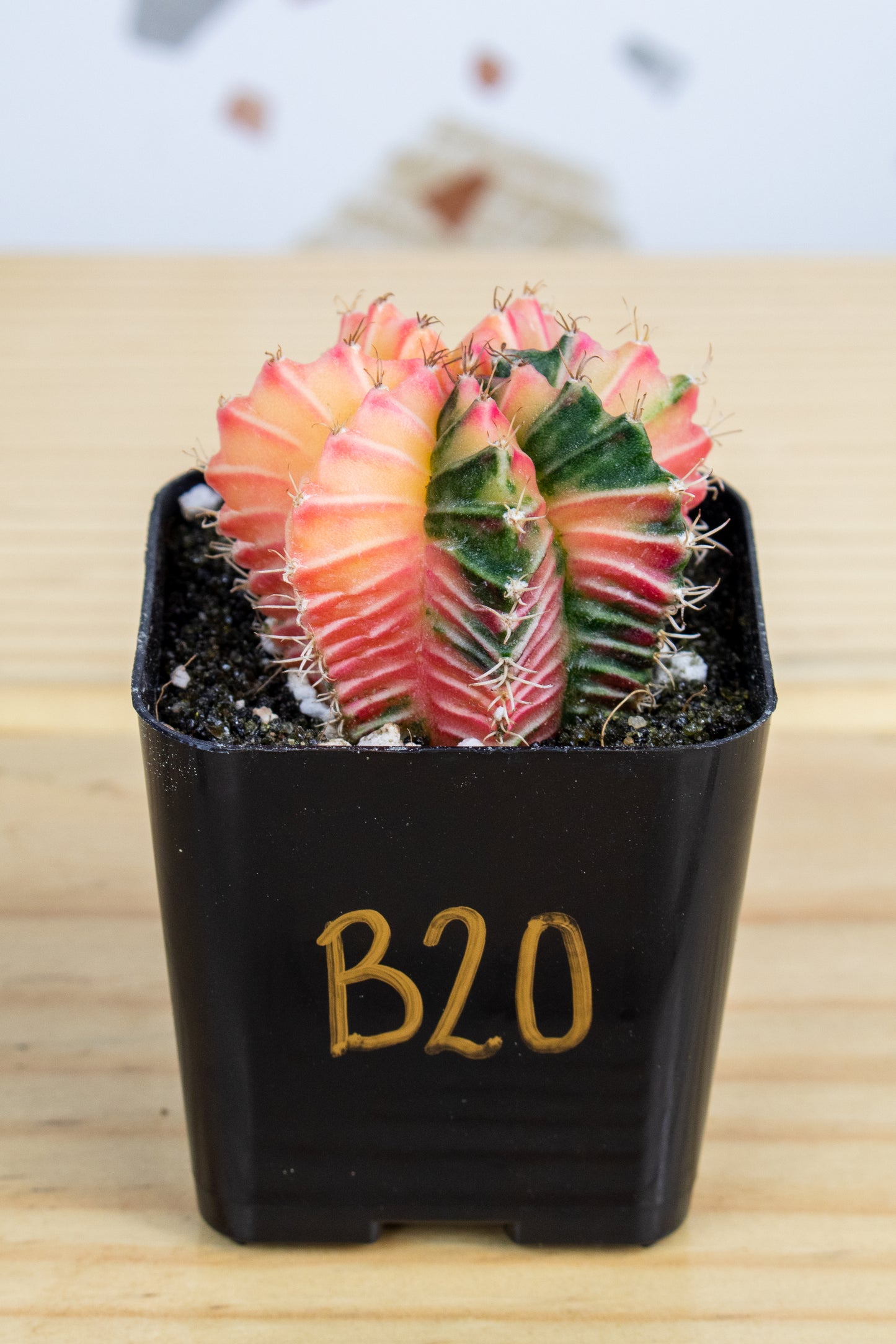 Gymnocalycium Mihanovichii Variegated 2 Inch