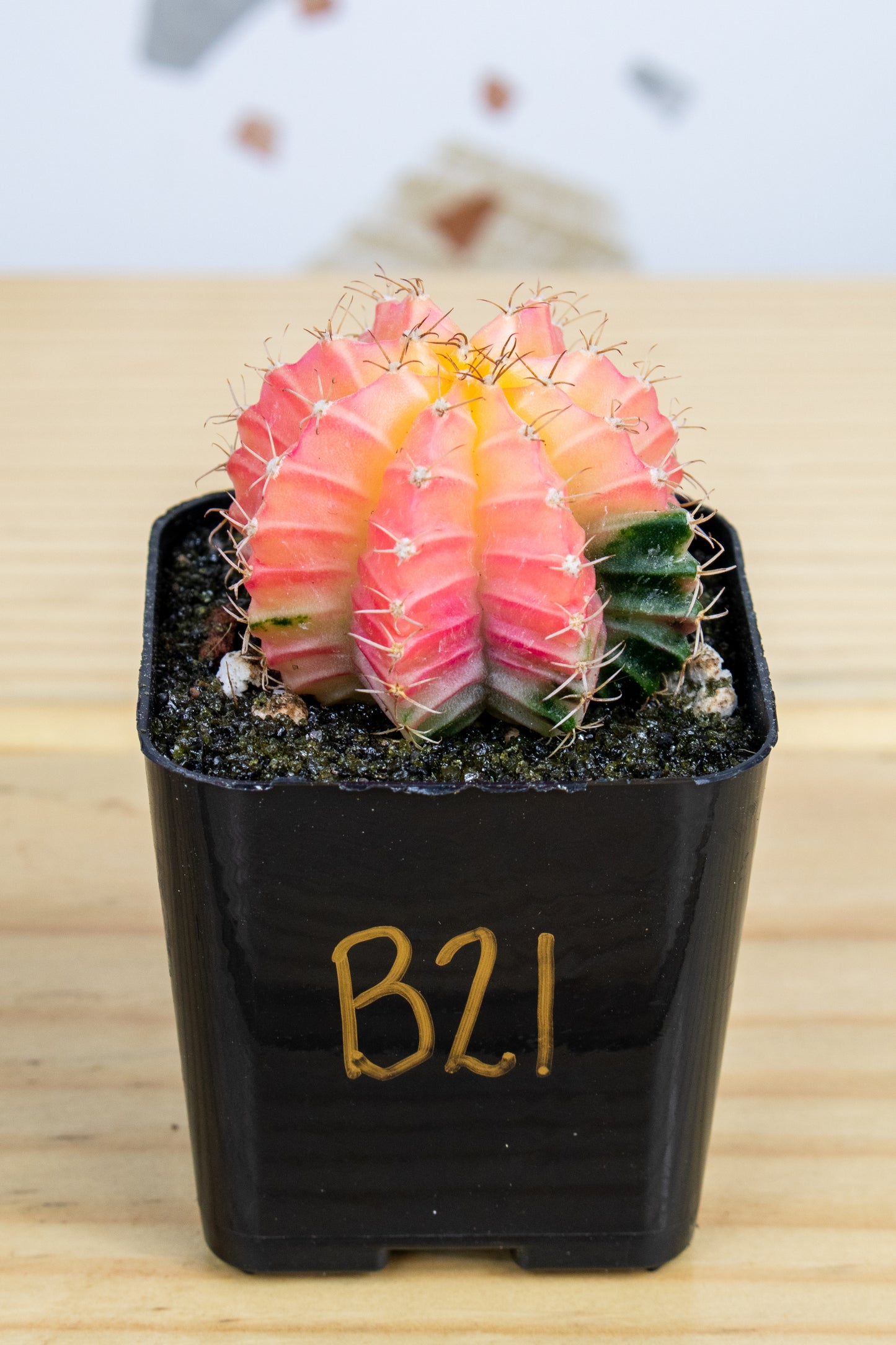 Gymnocalycium Mihanovichii Variegated 2 Inch
