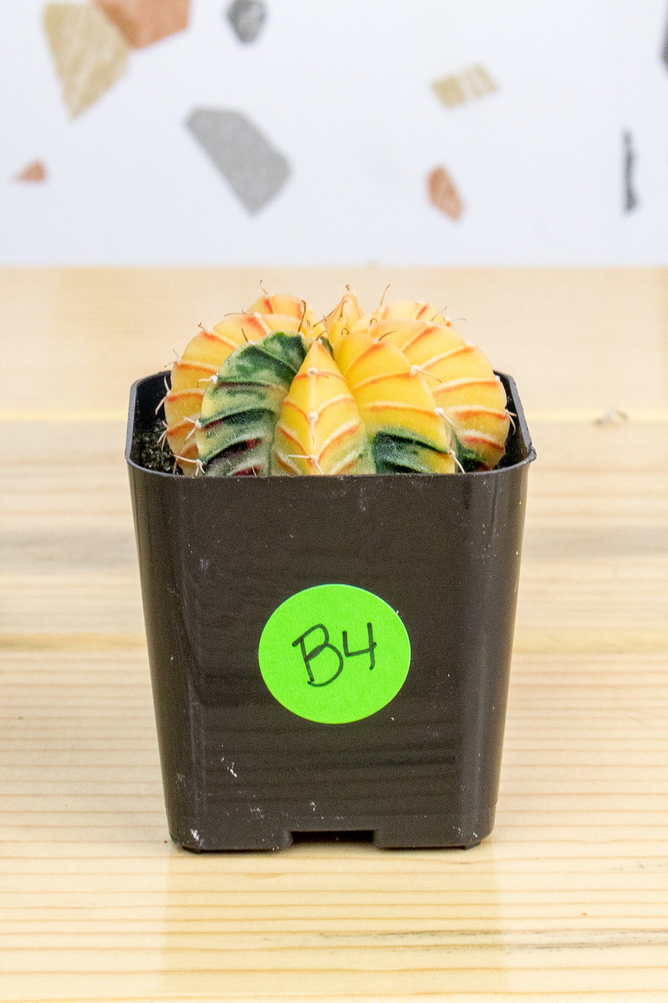 Gymnocalycium Mihanovichii Variegated 2 Inch