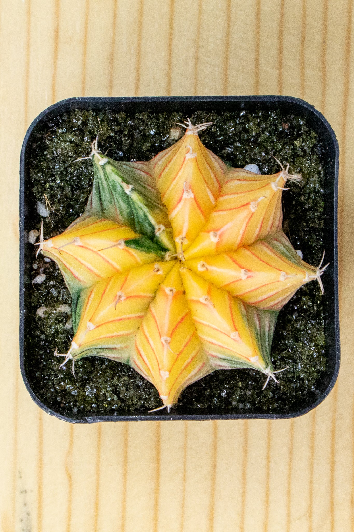 Gymnocalycium Mihanovichii Variegated 2 Inch