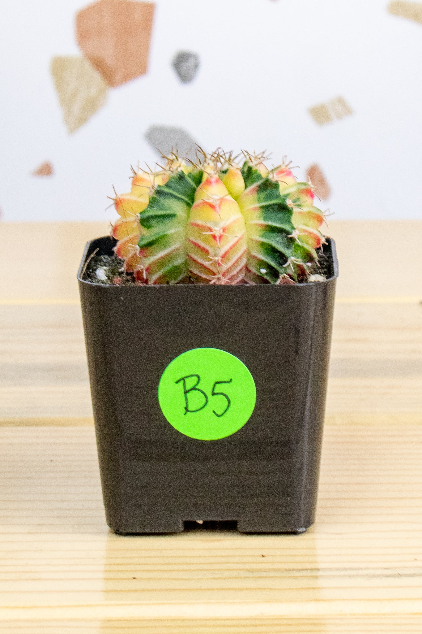 Gymnocalycium Mihanovichii Variegated 2 Inch