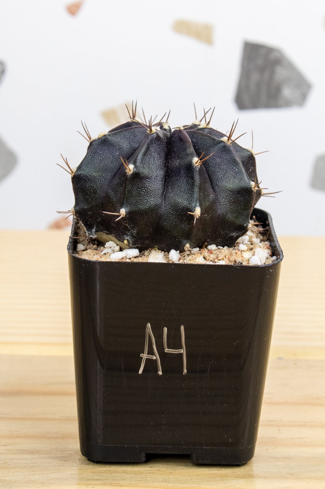 Gymnocalycium Mihanovichii 'Black Widow' 2 Inch