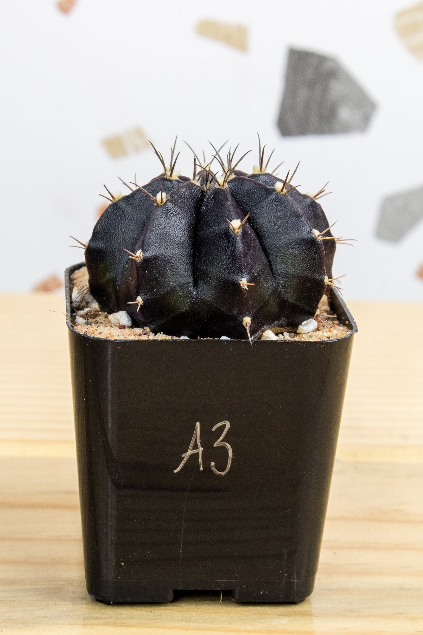Gymnocalycium Mihanovichii 'Black Widow' 2 Inch