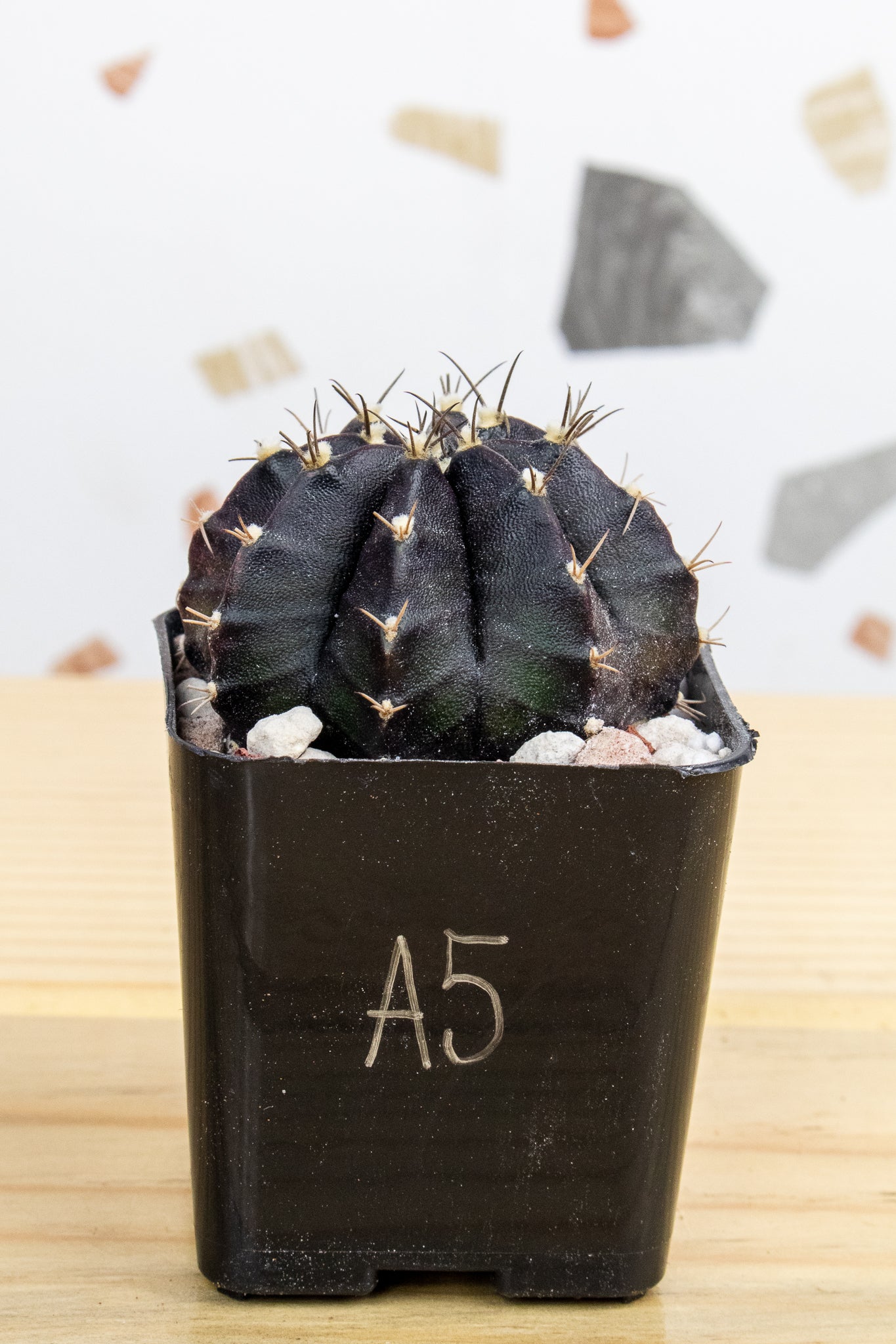 Gymnocalycium Mihanovichii 'Black Widow' 2 Inch