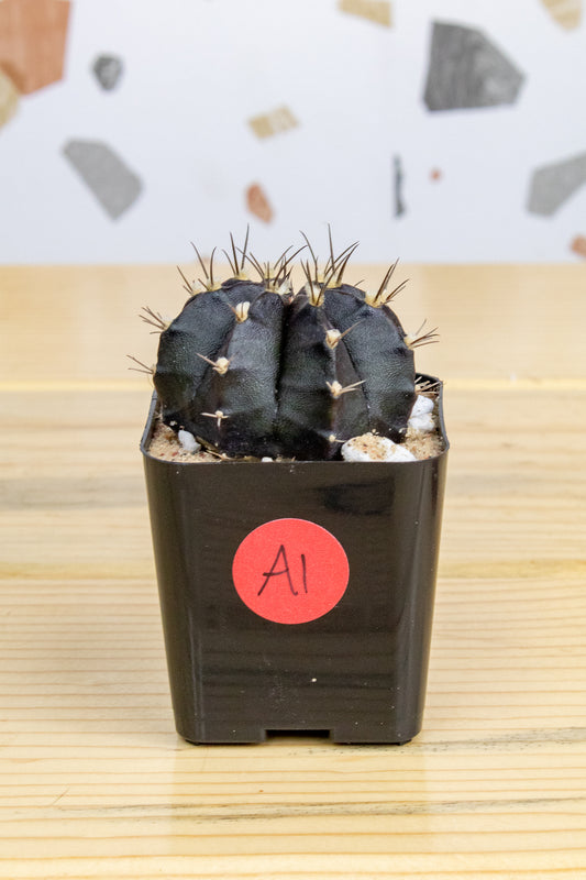 Gymnocalycium Mihanovichii 'Black Widow' 2 Inch