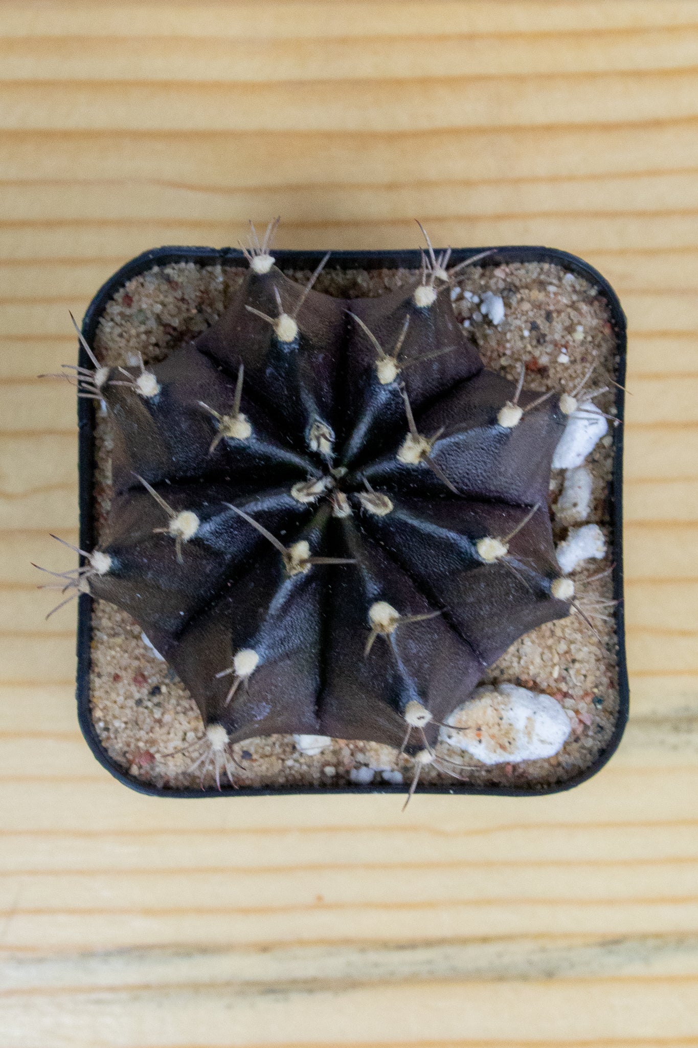 Gymnocalycium Mihanovichii 'Black Widow' 2 Inch