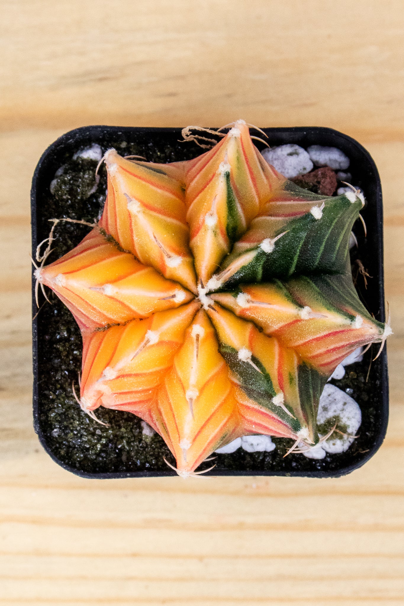 Gymnocalycium Mihanovichii Variegated 2 Inch