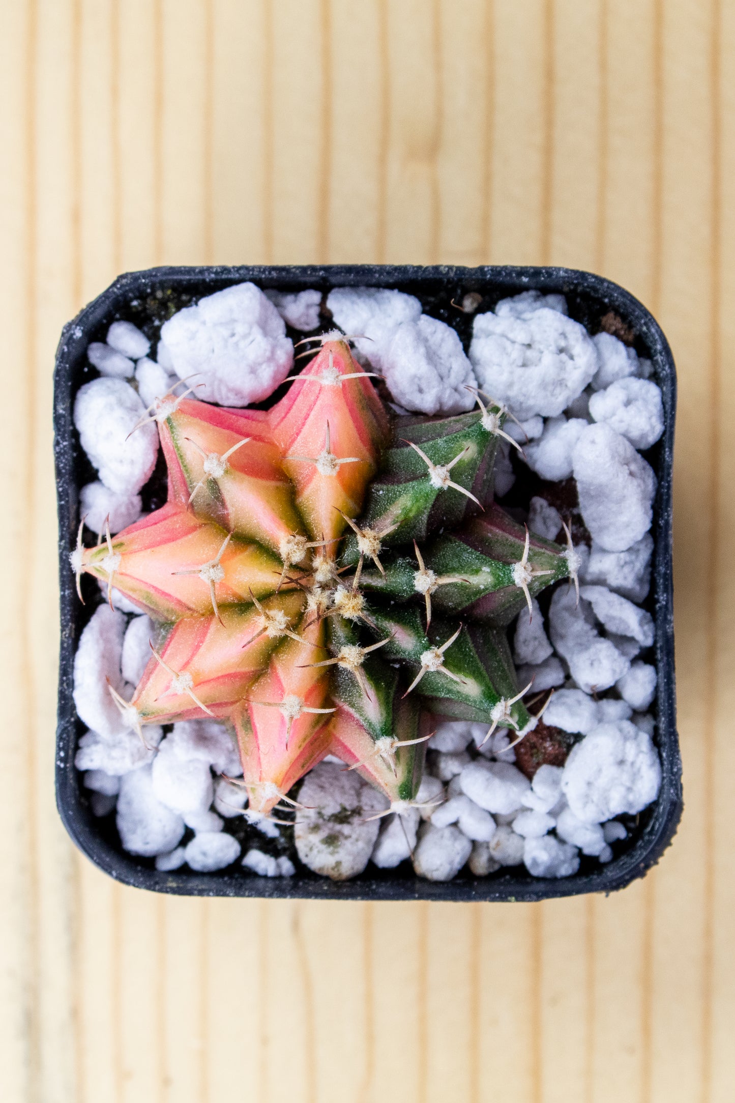Gymnocalycium Mihanovichii Variegated 2 Inch