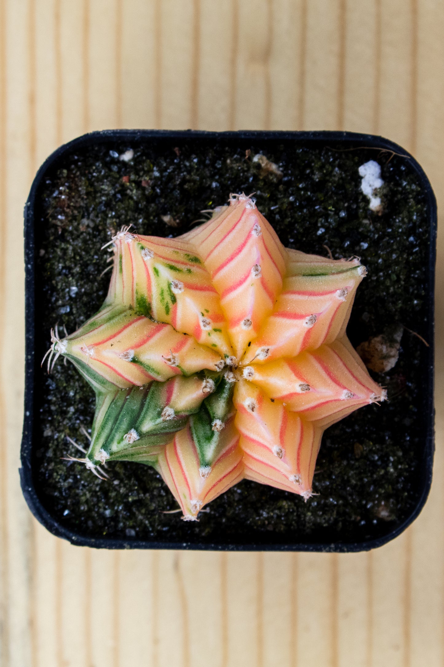 Gymnocalycium Mihanovichii Variegated 2 Inch