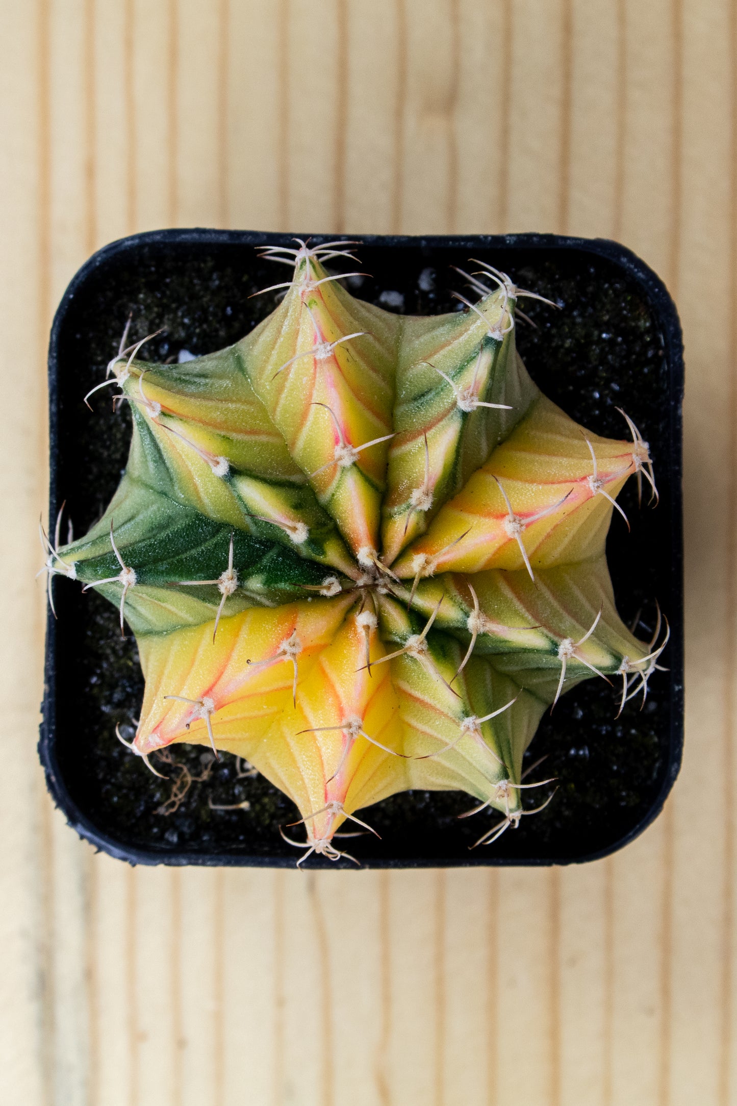 Gymnocalycium Mihanovichii Variegated 2 Inch