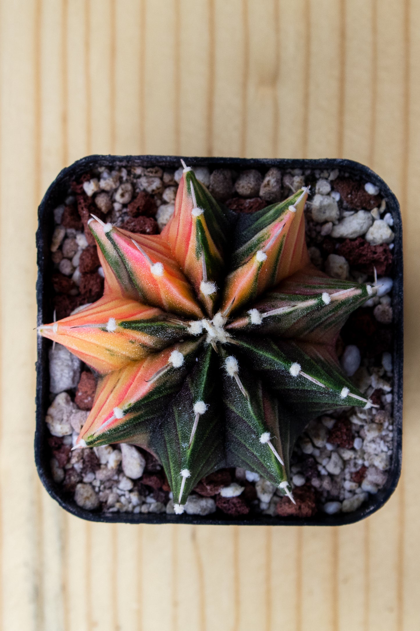 Gymnocalycium Mihanovichii Variegated 2 Inch