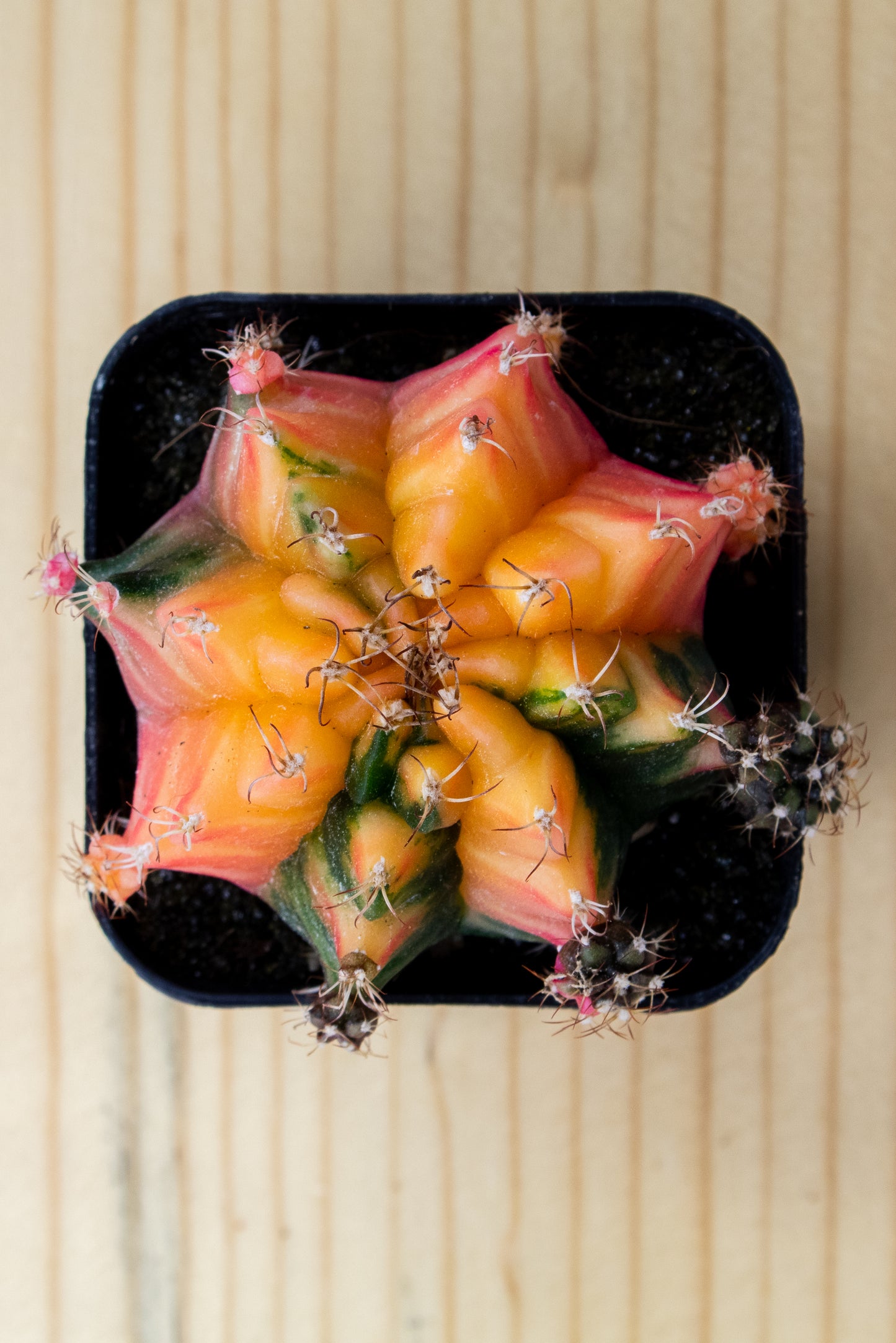 Gymnocalycium Mihanovichii Variegated 2 Inch