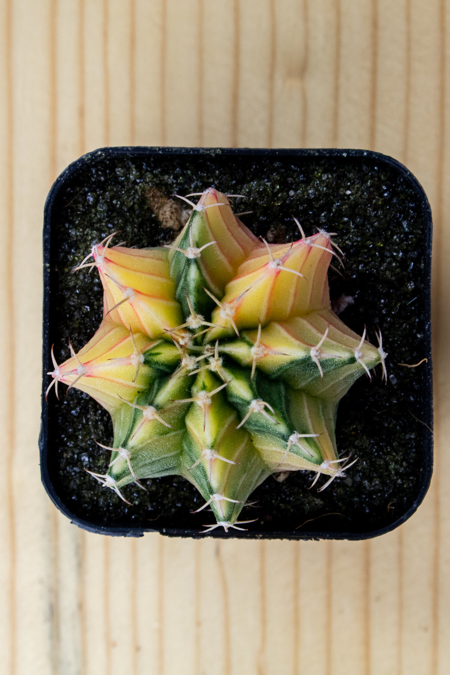 Gymnocalycium Mihanovichii Variegated 2 Inch