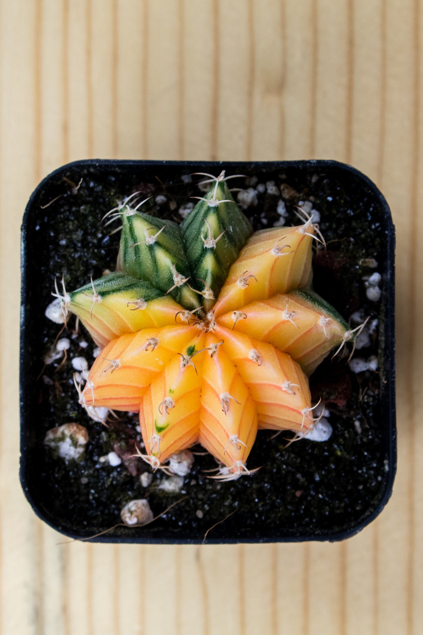 Gymnocalycium Mihanovichii Variegated 2 Inch
