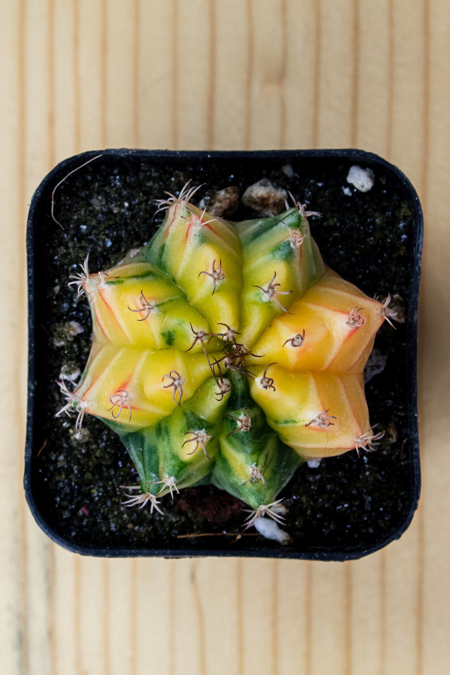 Gymnocalycium Mihanovichii Variegated 2 Inch