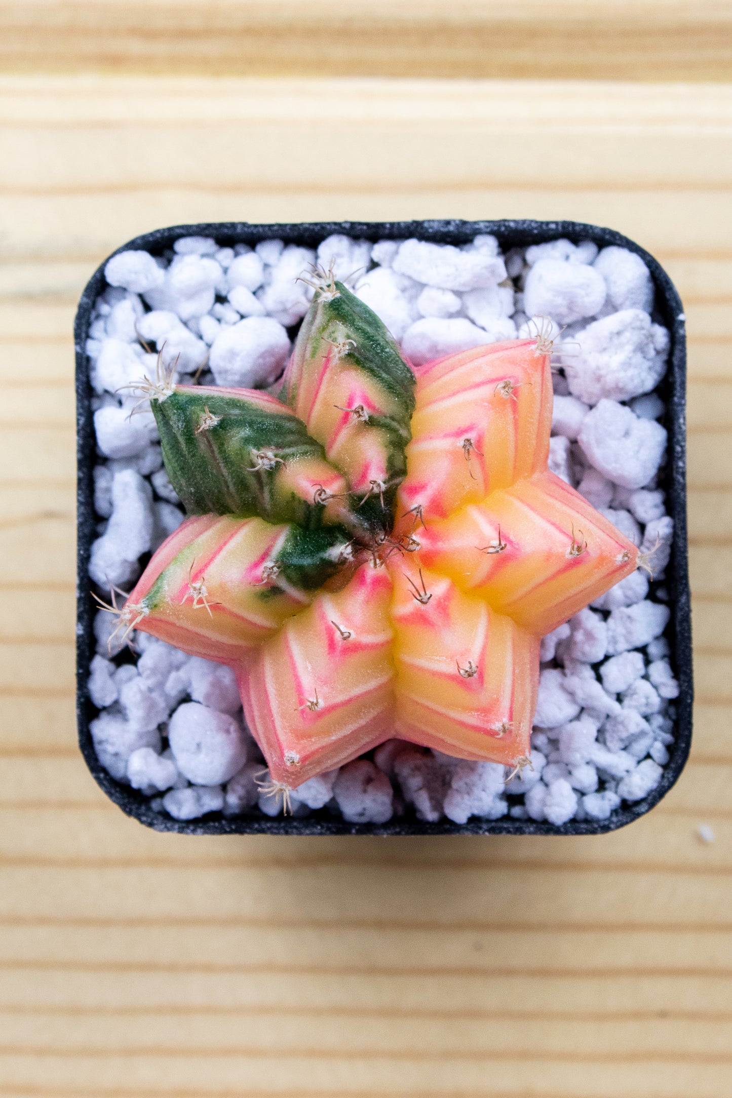 Gymnocalycium Mihanovichii Variegated 2 Inch
