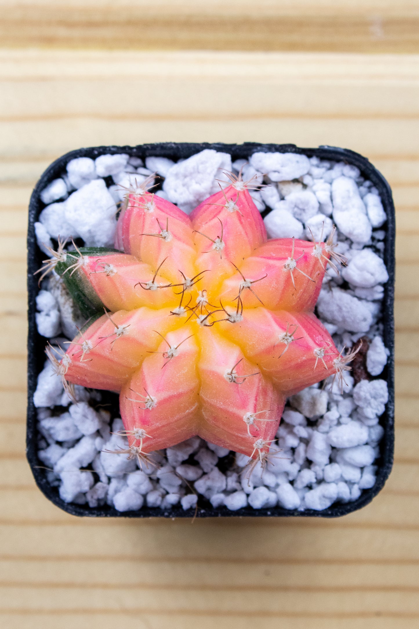 Gymnocalycium Mihanovichii Variegated 2 Inch