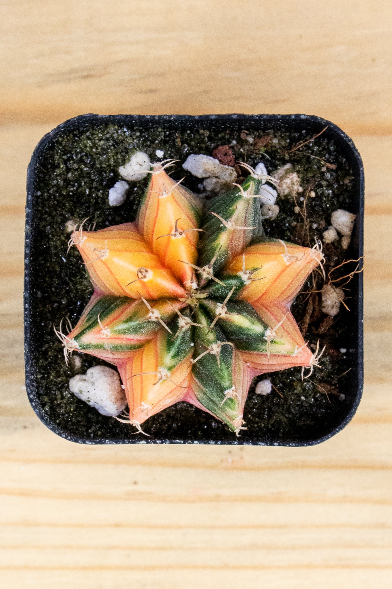 Gymnocalycium Mihanovichii Variegated 2 Inch