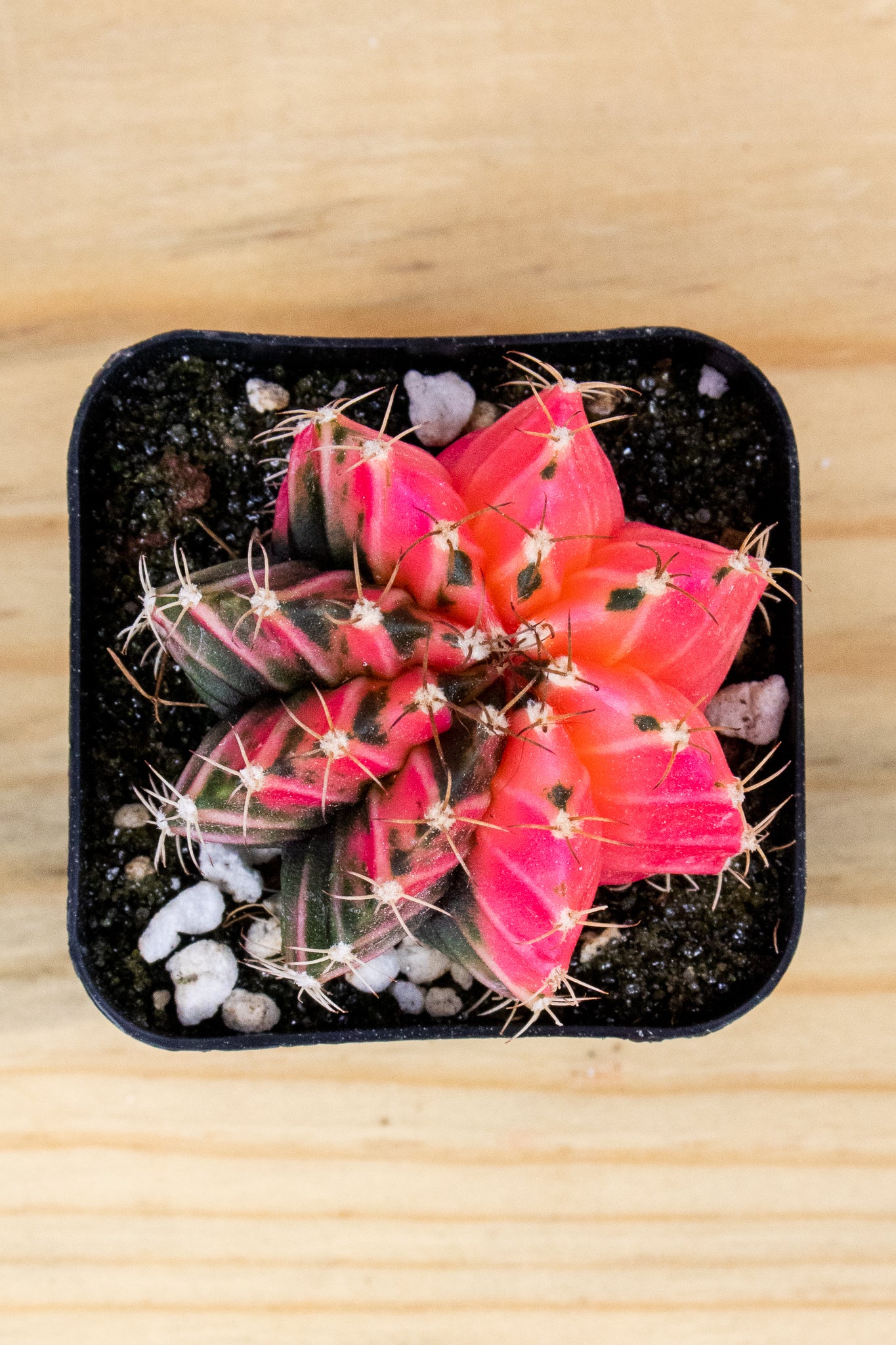 Gymnocalycium Mihanovichii Variegated 2 Inch