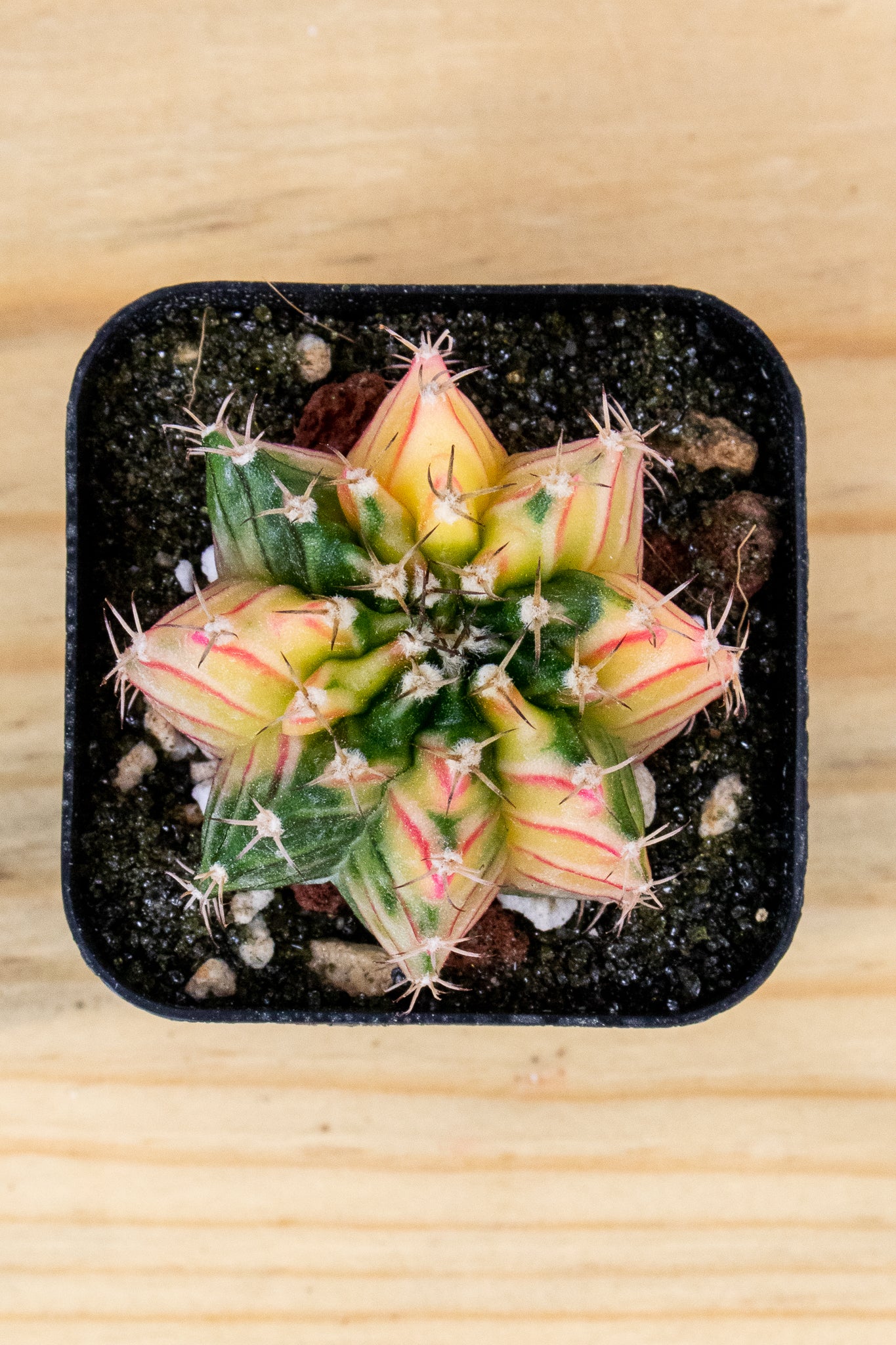 Gymnocalycium Mihanovichii Variegated 2 Inch