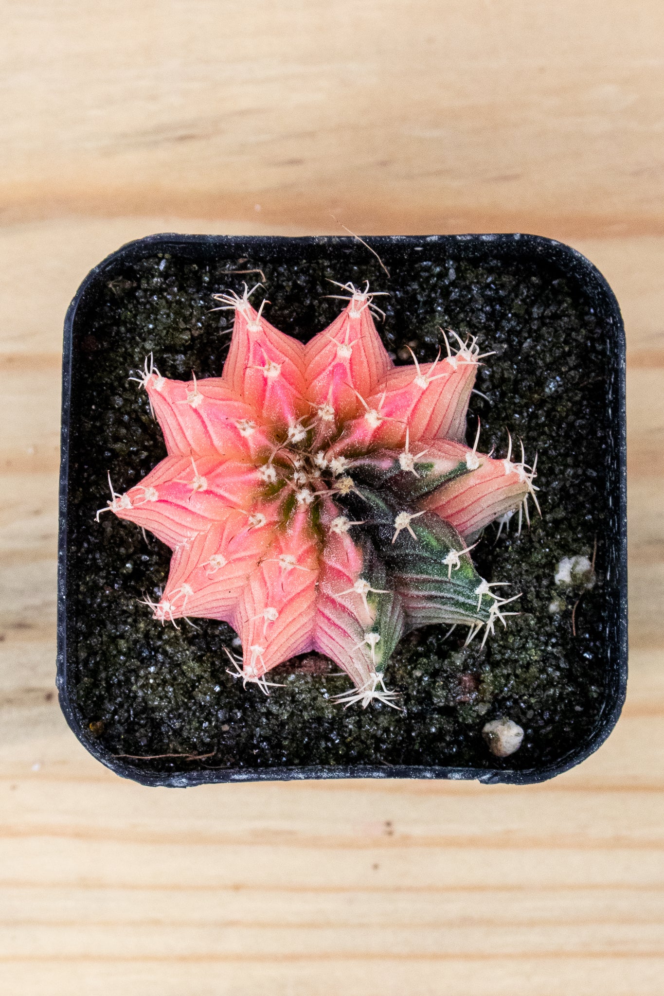 Gymnocalycium Mihanovichii Variegated 2 Inch