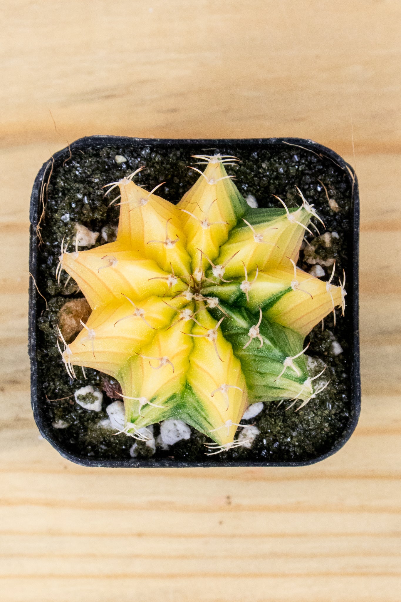 Gymnocalycium Mihanovichii Variegated 2 Inch