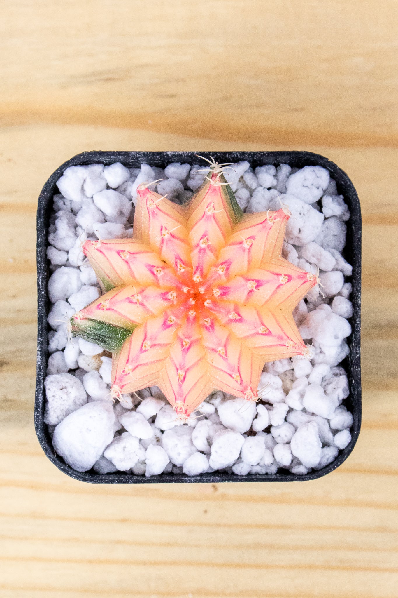 Gymnocalycium Mihanovichii Variegated 2 Inch