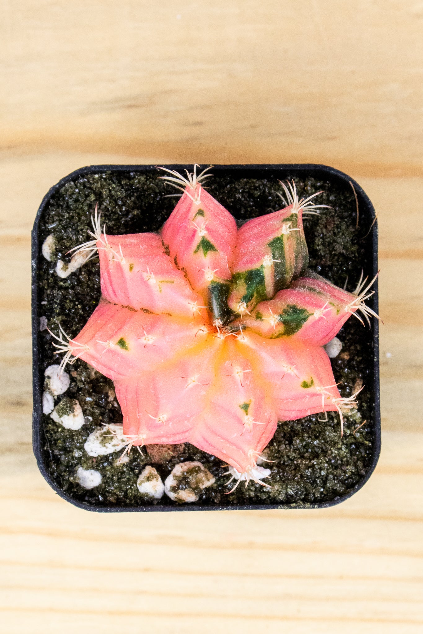Gymnocalycium Mihanovichii Variegated 2 Inch