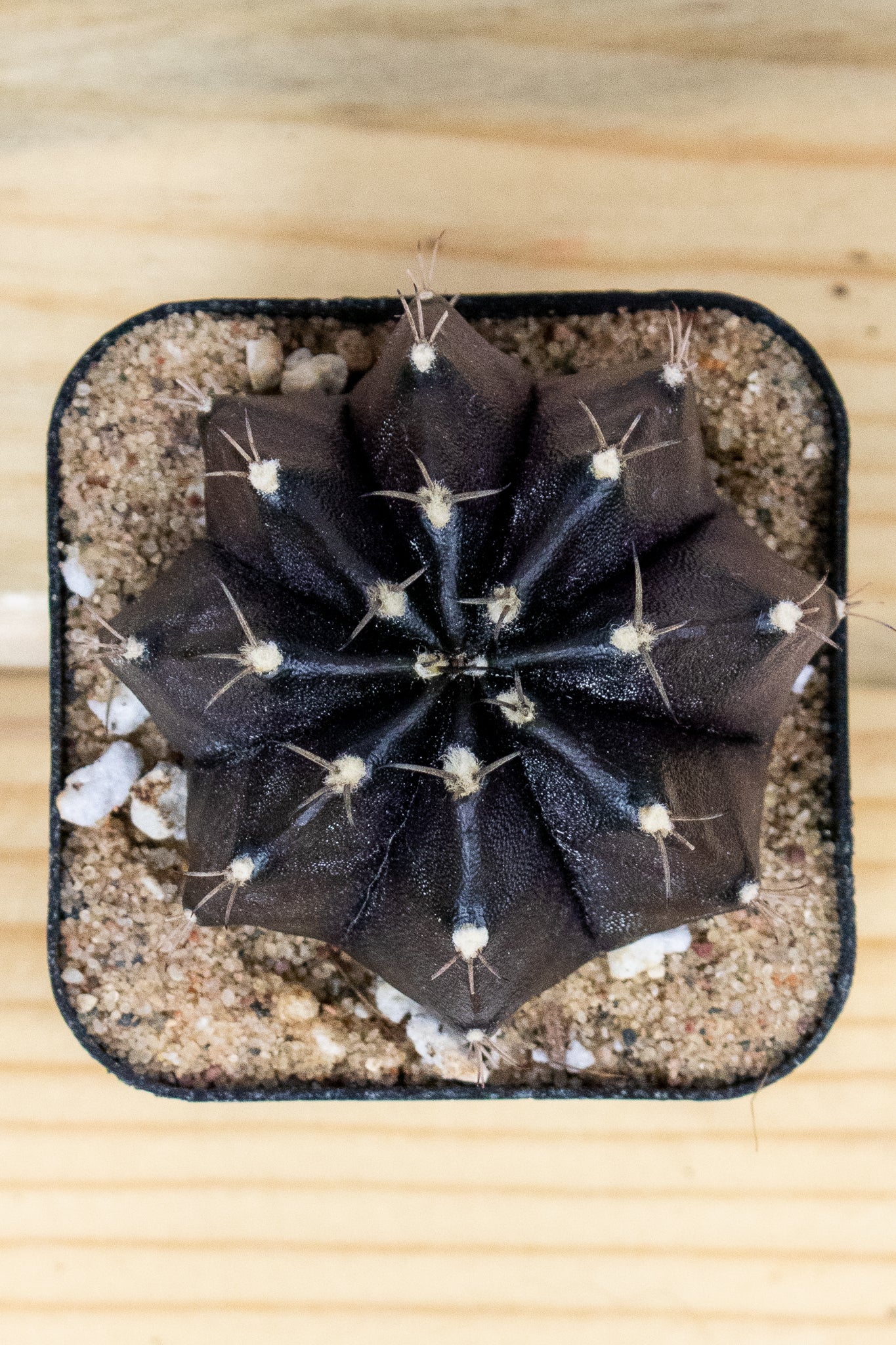 Gymnocalycium Mihanovichii 'Black Widow' 2 Inch