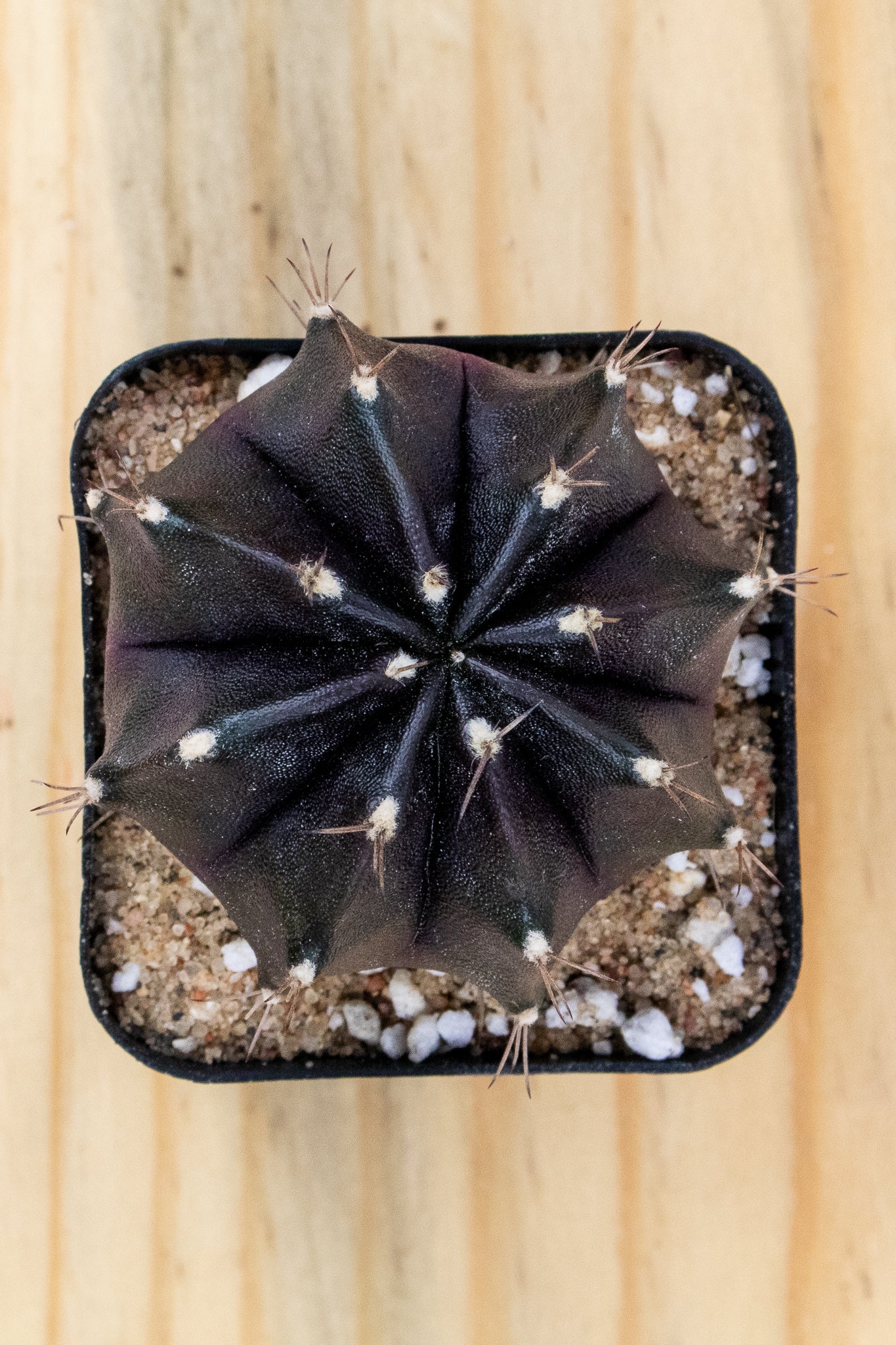 Gymnocalycium Mihanovichii 'Black Widow' 2 Inch