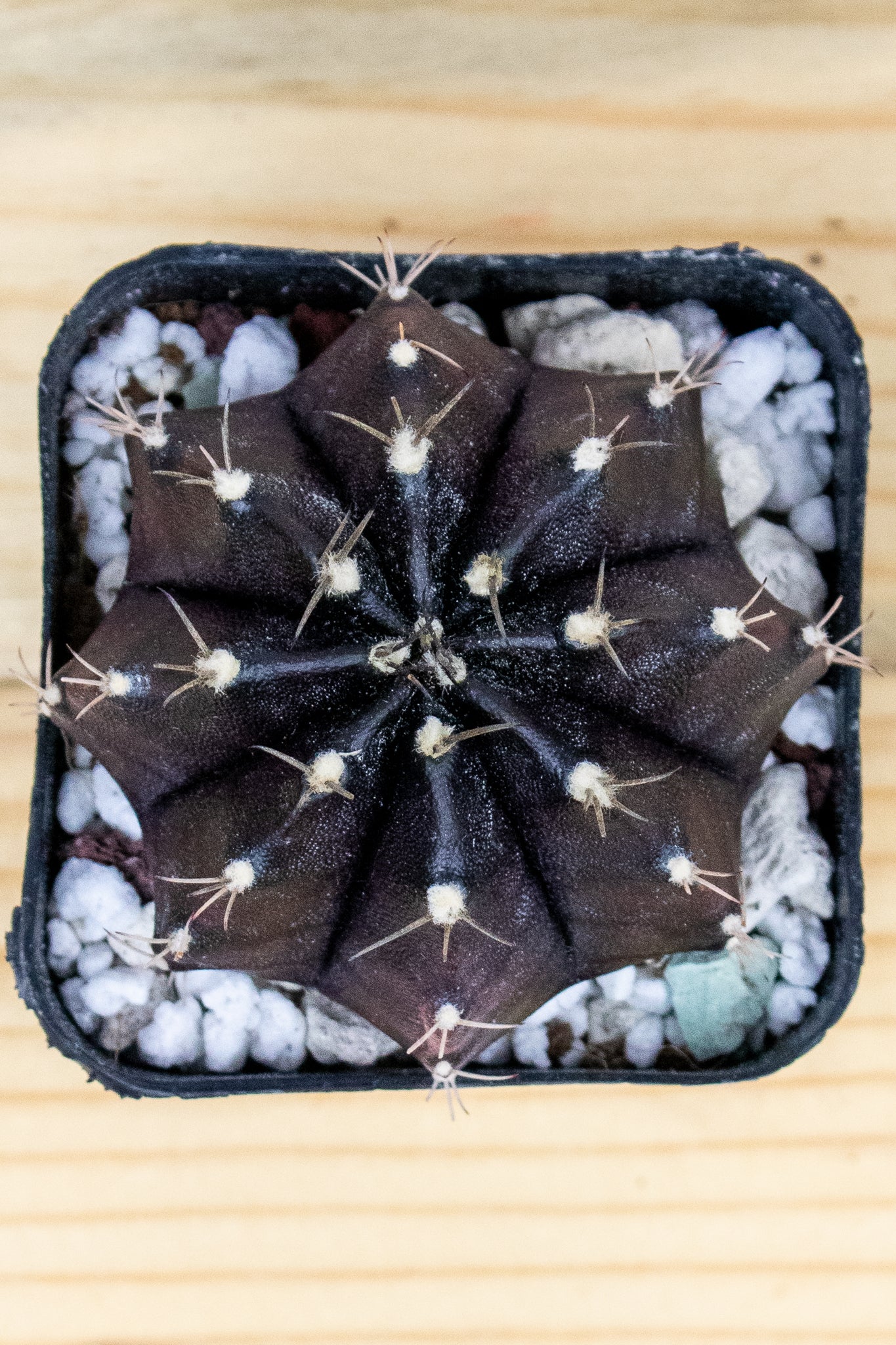 Gymnocalycium Mihanovichii 'Black Widow' 2 Inch