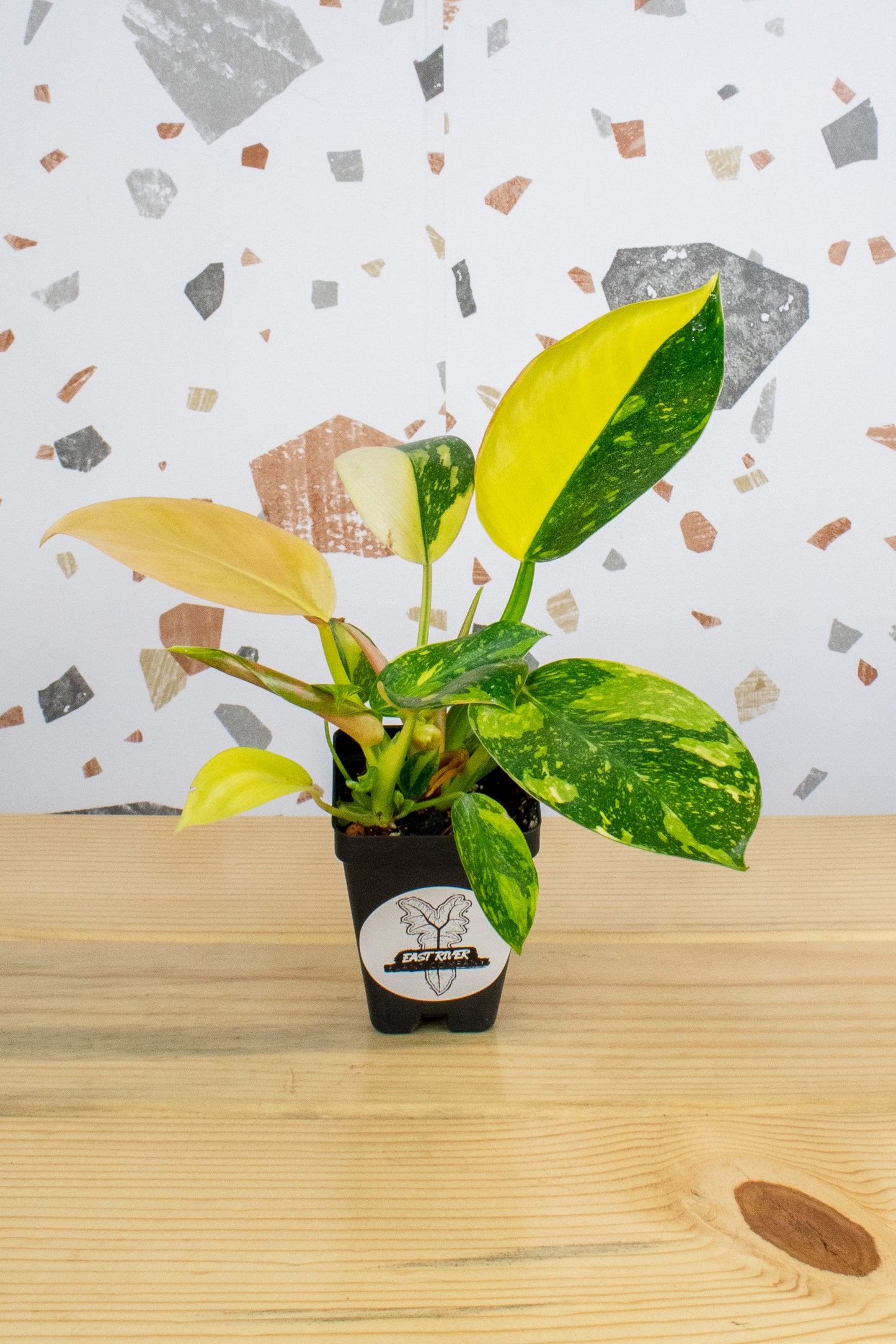 Philodendron Nuclear Congo G3