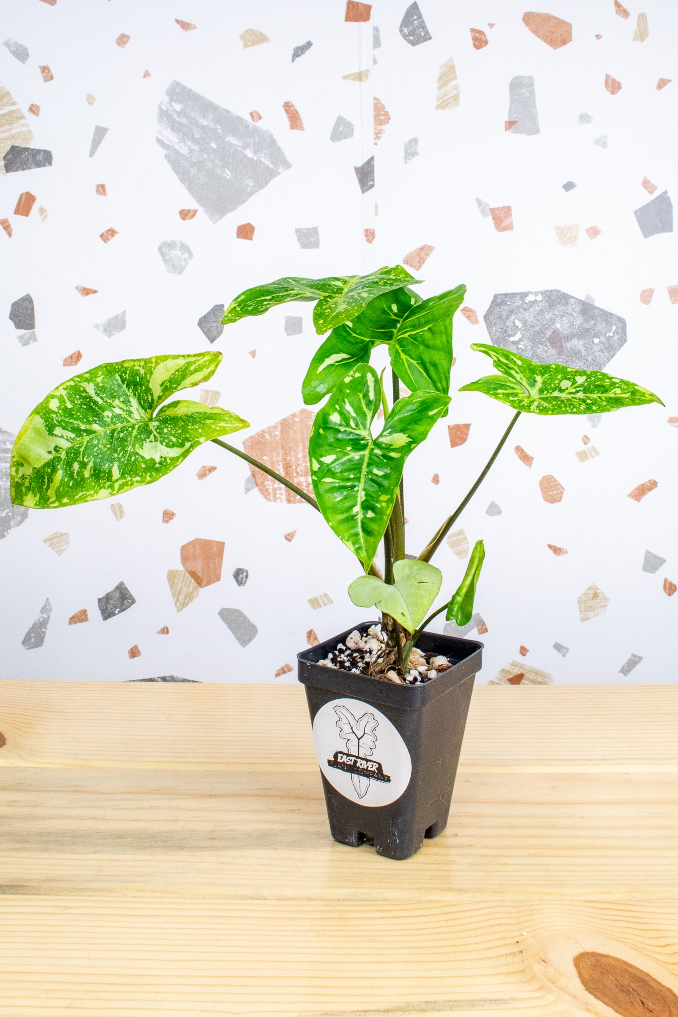 Syngonium Panda Galaxy