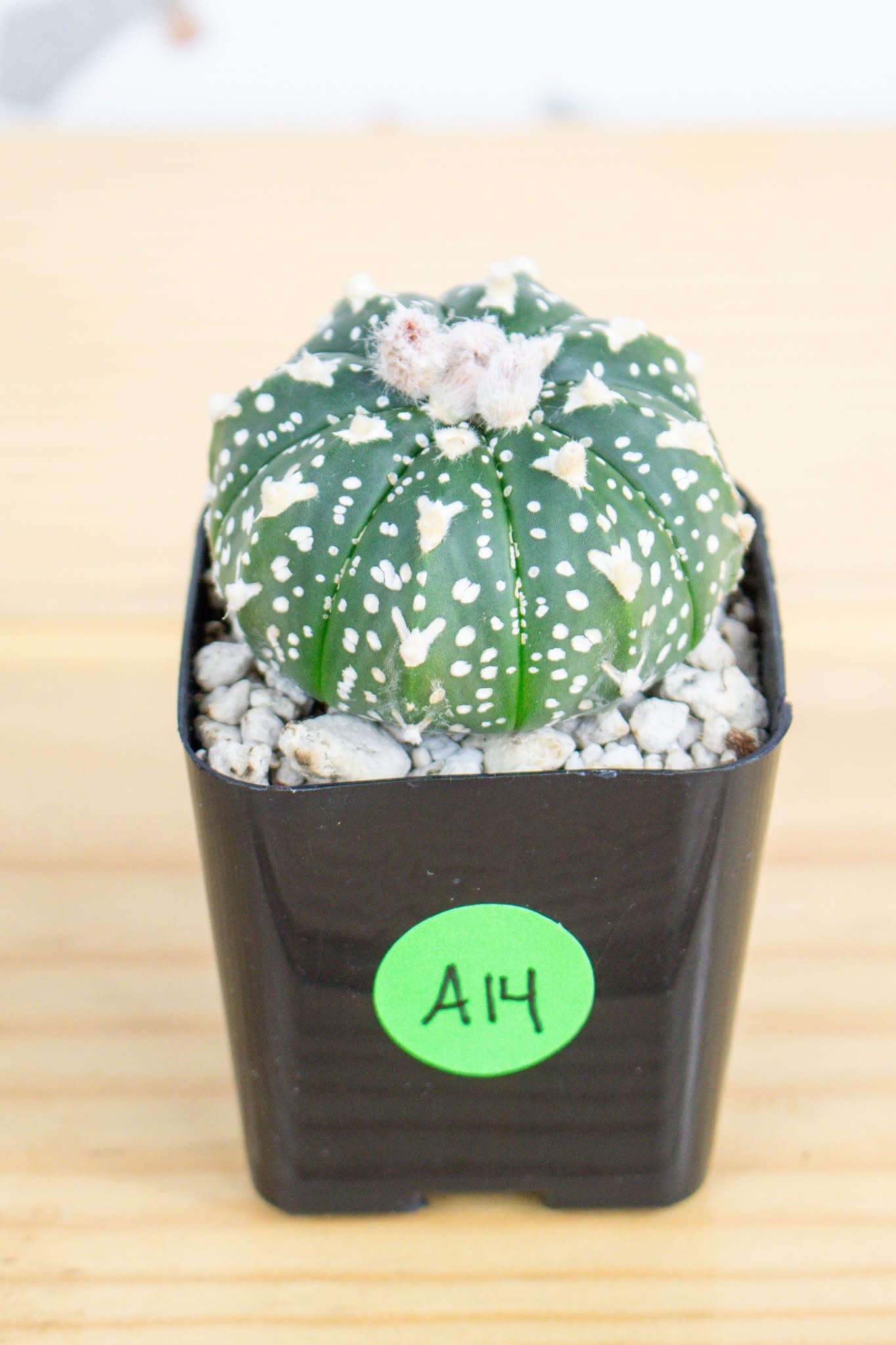 Astrophytum Asterias V-Type 'Super Kabuto'