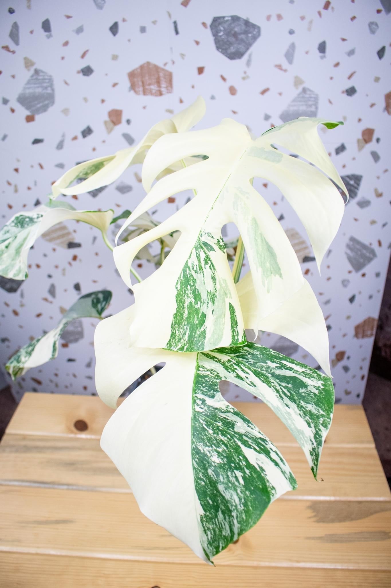 Monstera Albo H4