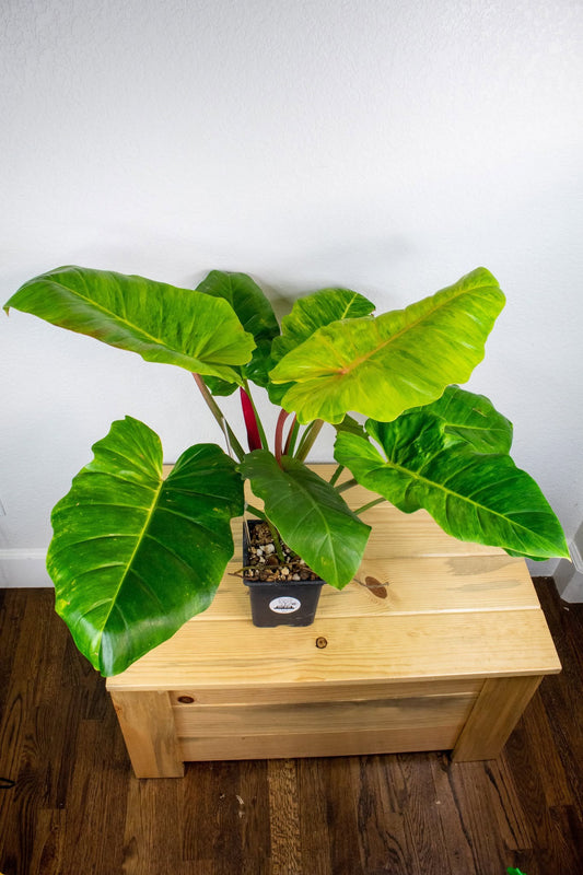 Philodendron Jungle Fever H2