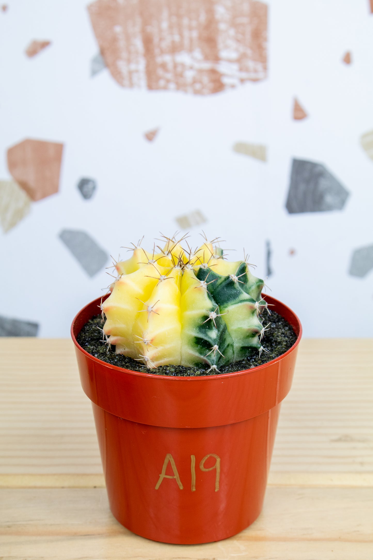 Gymnocalycium Mihanovichii Variegated 3 inch