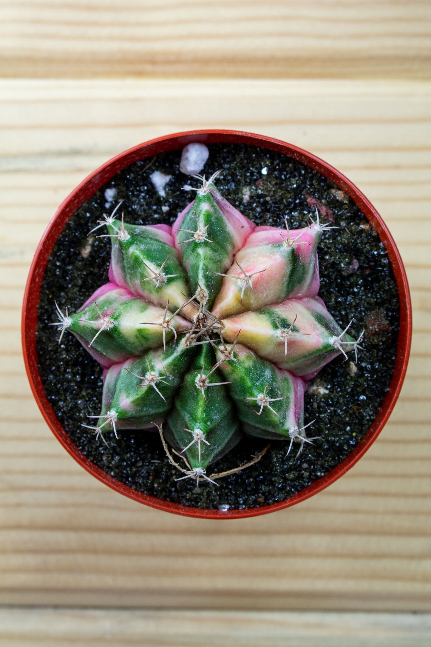 Gymnocalycium Mihanovichii Variegated 3 inch