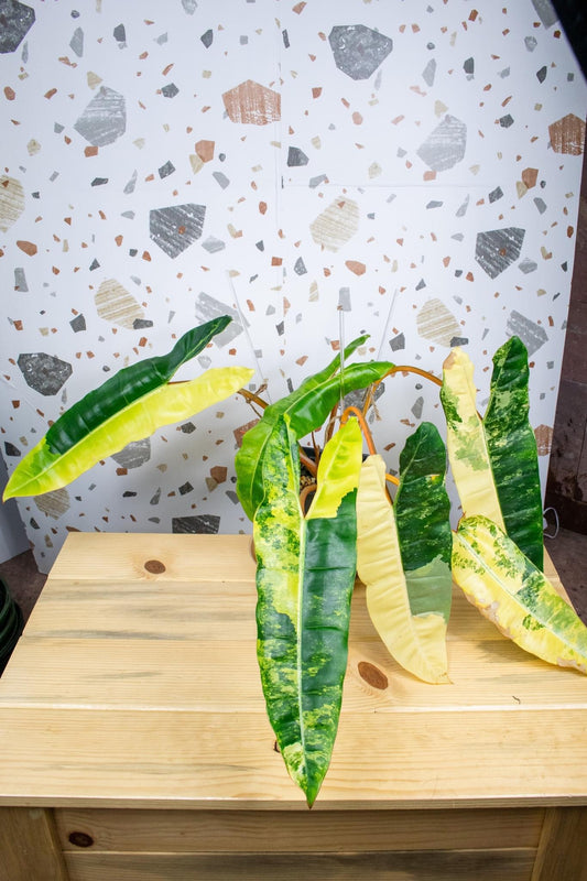Philodendron Billietiae Variegated