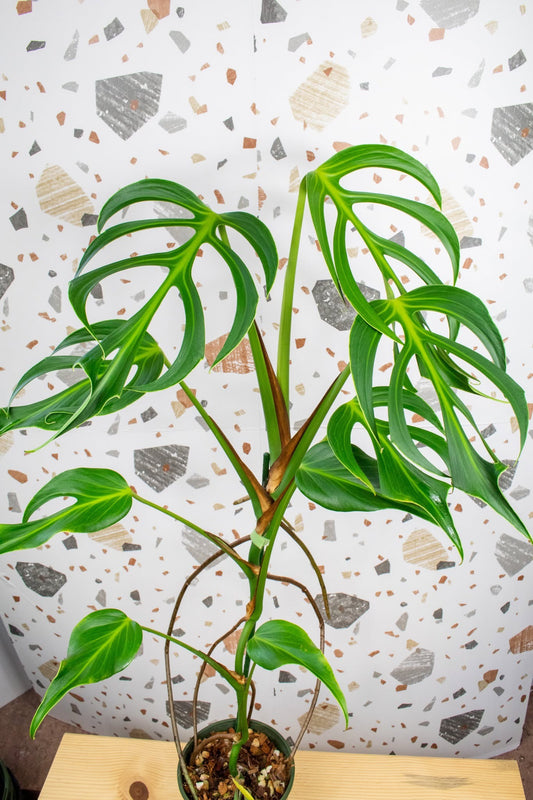 Monstera Burle Marx Flame