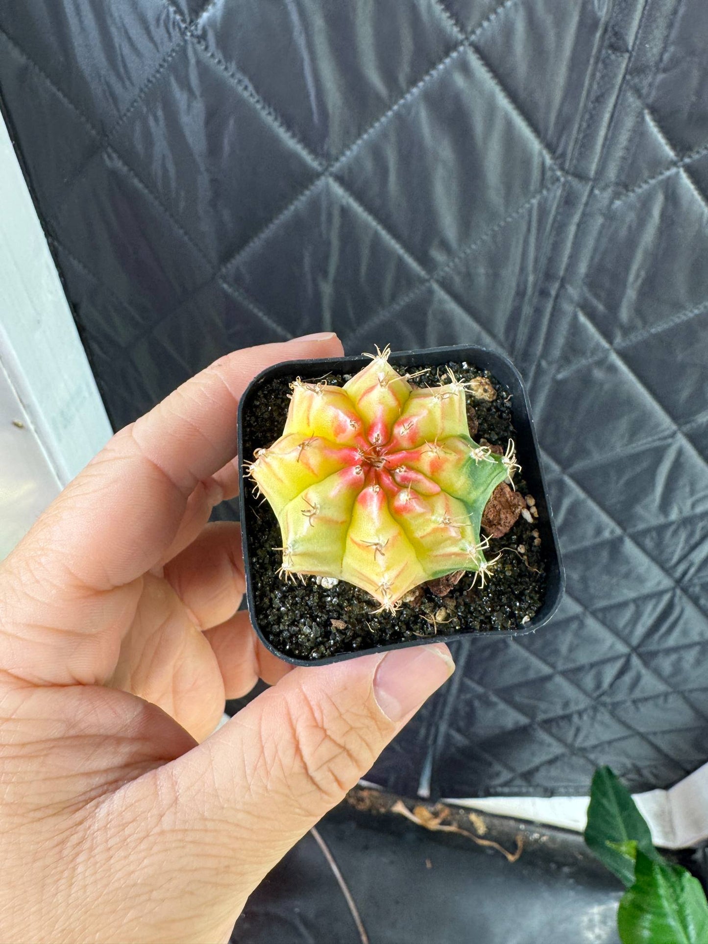 Gymnocalycium Mihanovichii Variegated 2 Inch