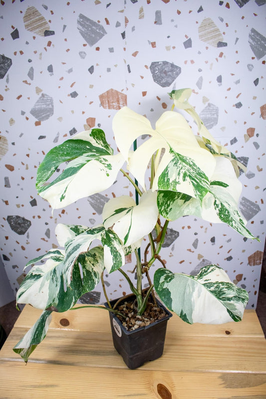 Monstera Albo H4