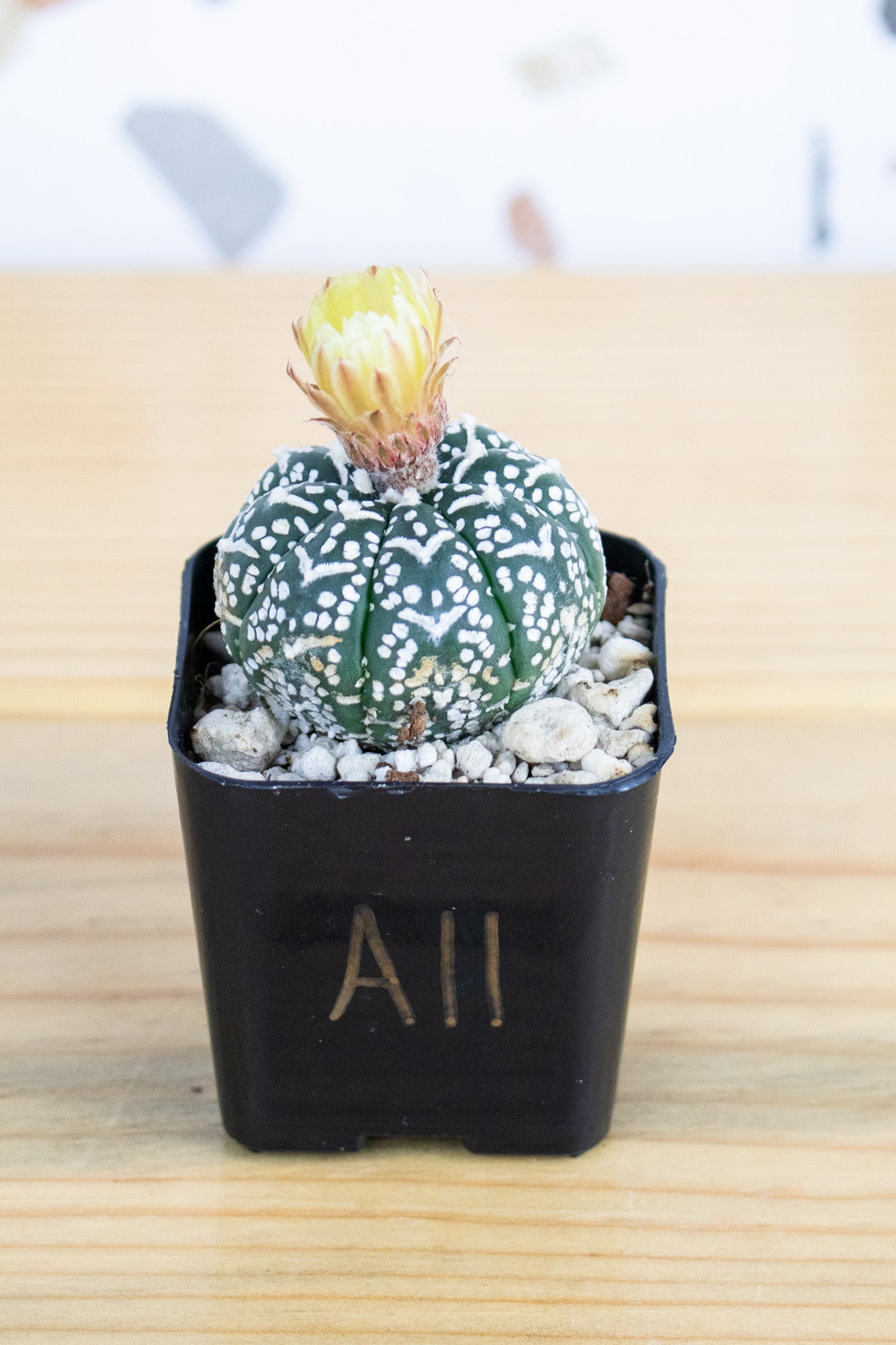 Astrophytum Asterias V-Type 'Super Kabuto'