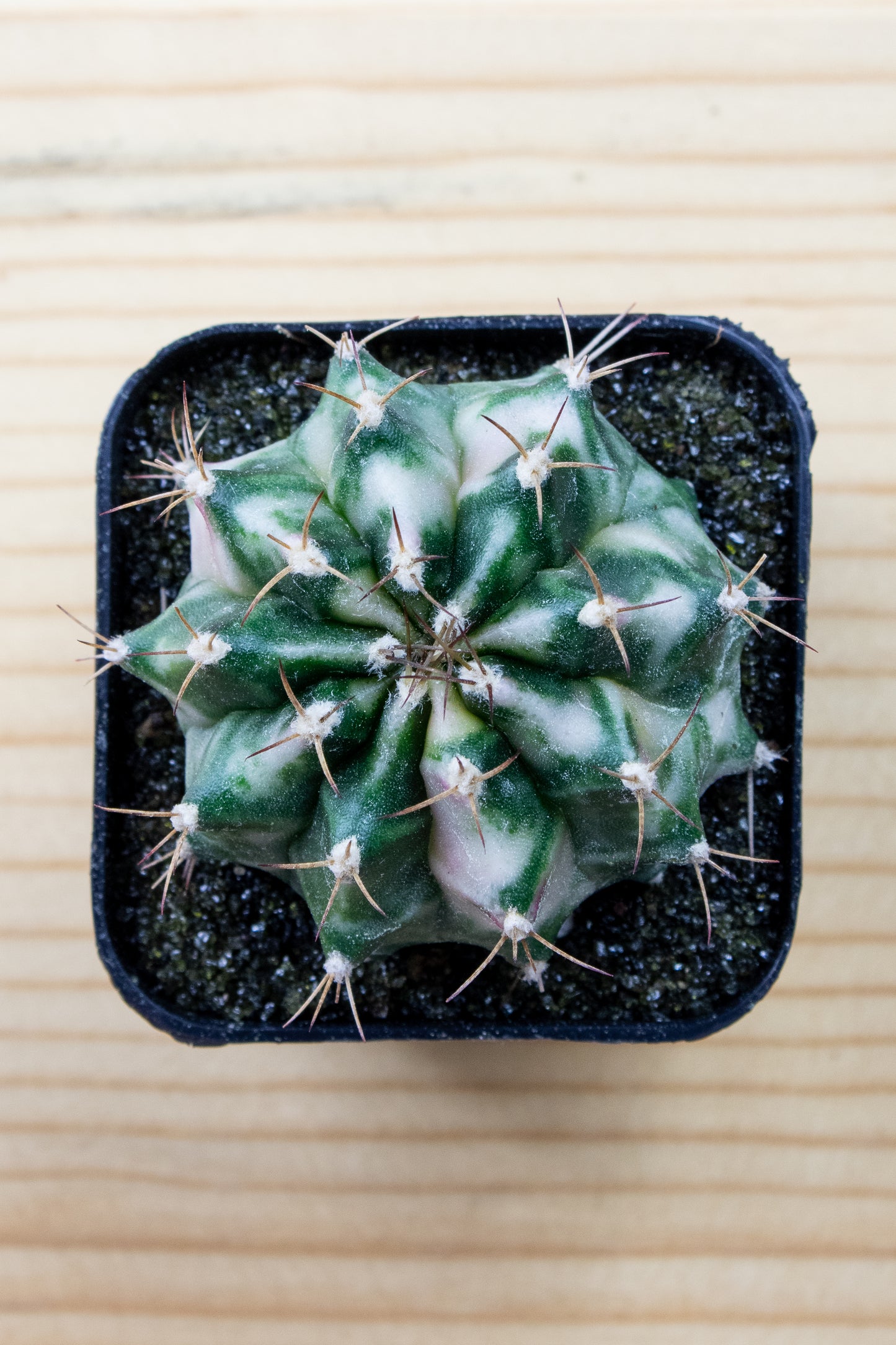 Gymnocalycium Mihanovichii 'Pink Diamond'